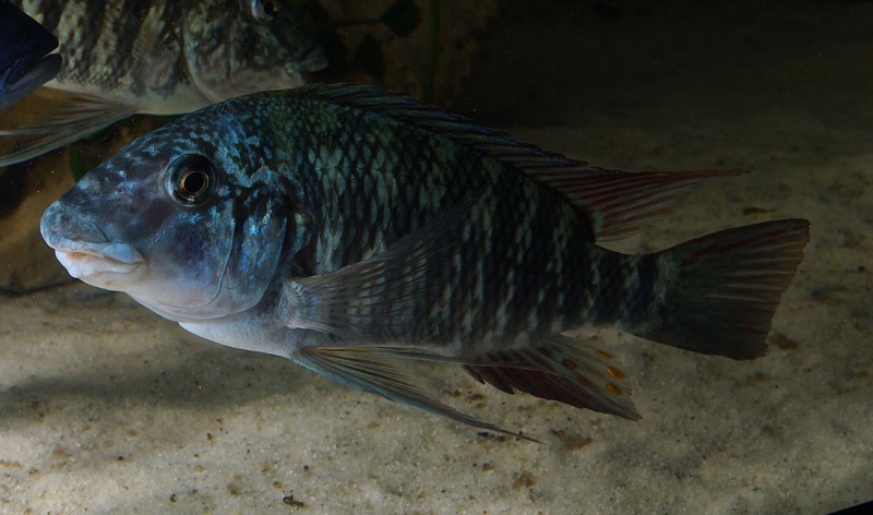 Petrochromis sp. 'longola red fin' Longola